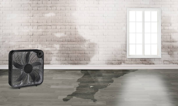 Best Mold removal after water damage  in Landover, MD